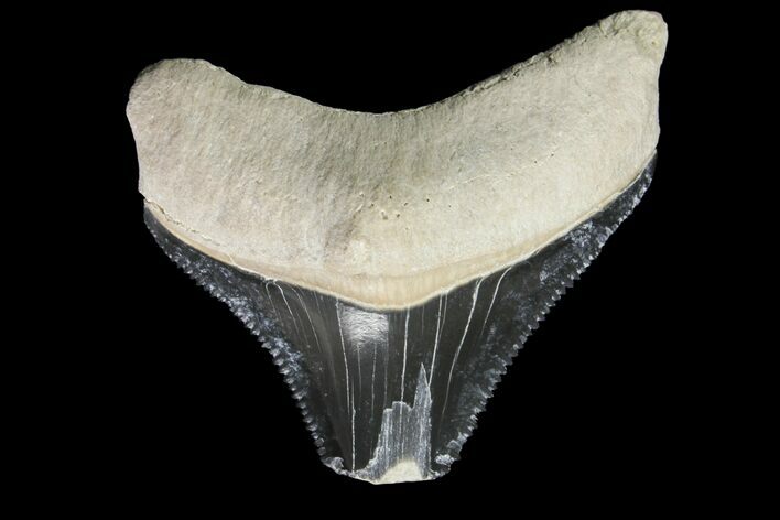 Serrated, Fossil Megalodon Tooth - Bone Valley, Florida #145111